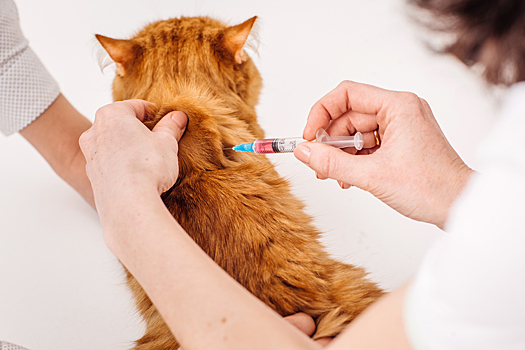 Вакцинация питомцев: когда и зачем прививать кошек и собак?