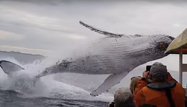 Горбатый кит устроил настоящее шоу для туристов. Чумовое видео