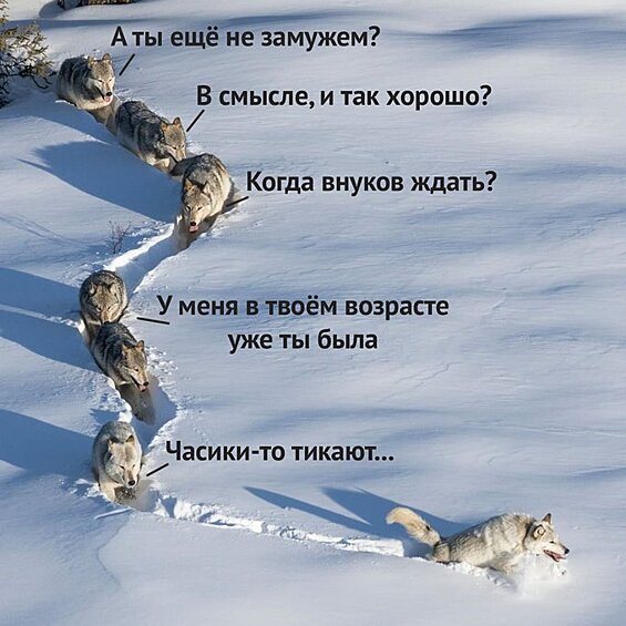 А если уж тот самый волк — волчица, то и вопросы от родственников к ней соответствующие.