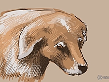 Соцсети: в Кузбассе собака погибла после операции в частной ветклинике