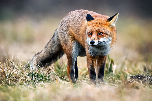 В Британии лисы держат в страхе целый город