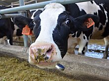 В Кировской области выросли объемы производства и реализации молока