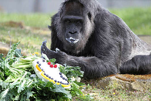 Старейшая горилла мира отпраздновала 65-летие