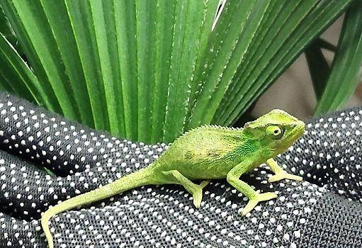 В аэропорту Петербурга задержали пассажира, который пытался провезти ящерицу в ботинке