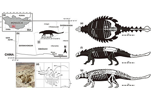 Новый вид монгольских бронированных динозавров назван в честь российского палеонтолога