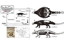 Новый вид монгольских бронированных динозавров назван в честь российского палеонтолога