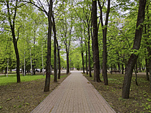 Снос деревьев в парке Бородино остановлен
