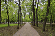 Снос деревьев в парке Бородино остановлен