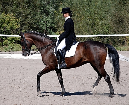 В Белгороде пройдет конноспортивное шоу