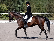 В Белгороде пройдет конноспортивное шоу