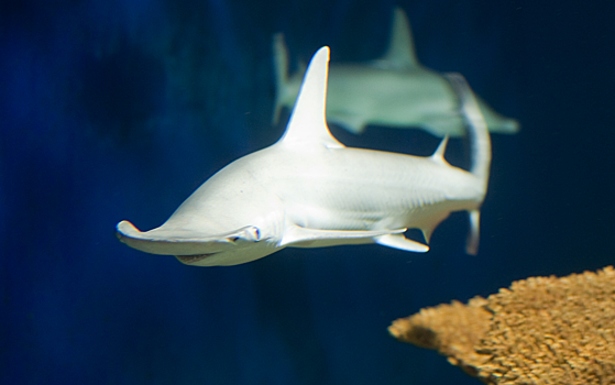 Рыба-лопата оказалось первой всеядной акулой