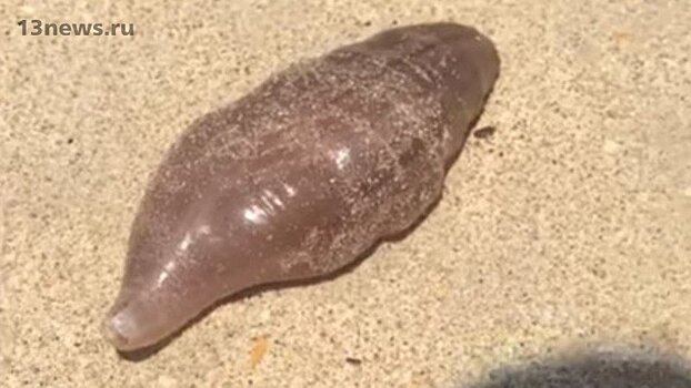 В Таиланде на пляж вымыло загадочных существ