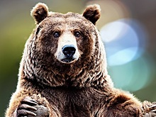 Звери меняются вместе с природой