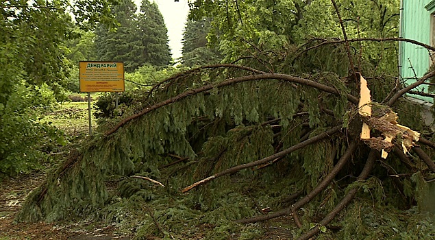 В Барнауле на год закроют дендропарк, где ураганом повалило ценные деревья