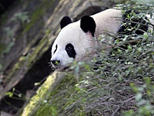 Дикая китайская панда решила стать хищником и съела козу - СМИ