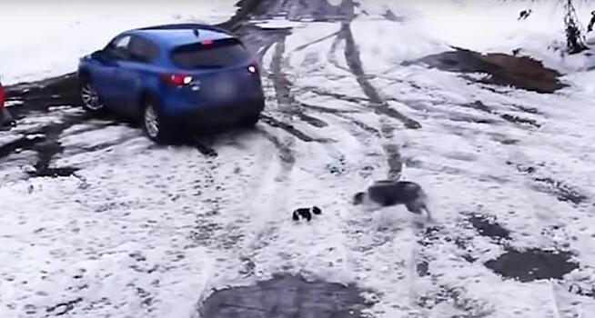 Собака, спасшая щенка от смерти, стала звездой Сети