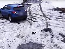 Собака, спасшая щенка от смерти, стала звездой Сети