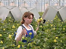 Мордовия получит займ в почти 250 млн рублей на выращивание роз