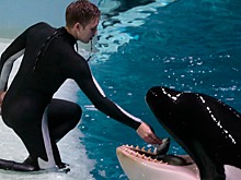 Директор рыбохозяйственного центра в Приморье помещен под домашний арест