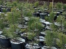 Елки-палки, или Советы донского арбориста, как вырастить хвойное дерево