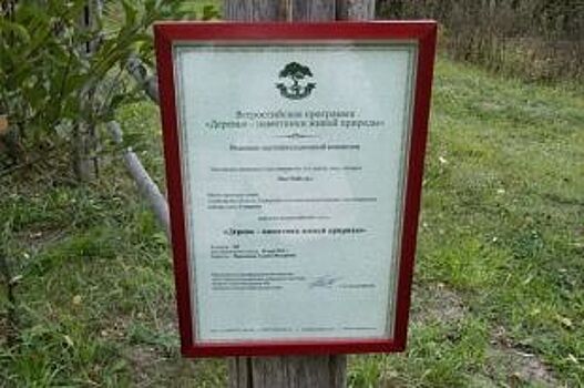 В Ульяновской области растут деревья, которым уже больше века