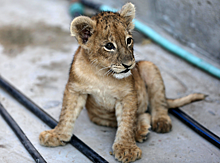 В крымском сафари-парке «Тайган» из-за жестокого обращения погибают львы
