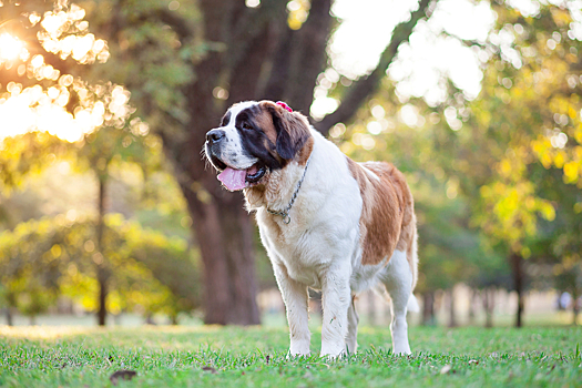 Самые спокойные породы собак