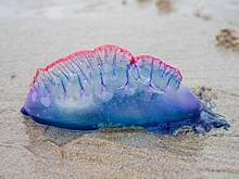 Туристы пострадали от «португальских корабликов» на Кубе