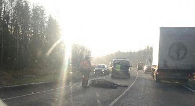 На трассе «Вятка» неизвестный водитель сбил лося и скрылся с места ДТП