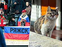 Фанаты принесли флаги России на тренировку сборной, на стадион пробралась кошка. Фото