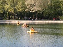 Учет водоплавающих птиц начинается в столице 22 мая