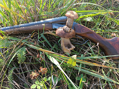 Пермский охотник нашел гриб-мутант