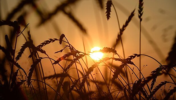 Минсельхоз РФ предлагает с сентября обнулить пошлину на пшеницу