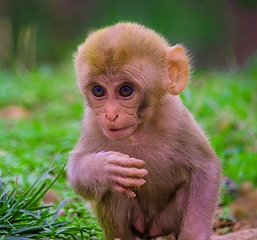 К чему снится обезьяна во сне
