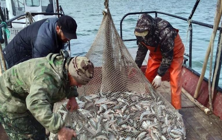 В Новосибирской области почти на 2% увеличился промышленный вылов рыбы