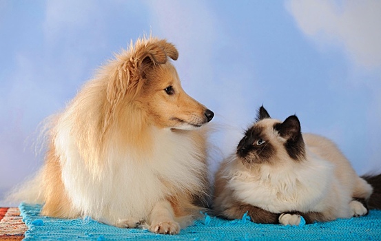 Ученые оцифровали черепа собак и кошек