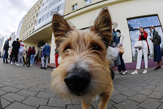 Большинство «мишленовских» ресторанов в Москве пустят посетителей с собаками