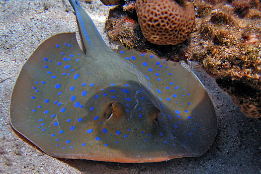 Скат-хвостокол на ужин чуть не стоил россиянке жизни