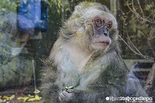 CDC заявила о способности оспы обезьян к передаче воздушно-капельным путем