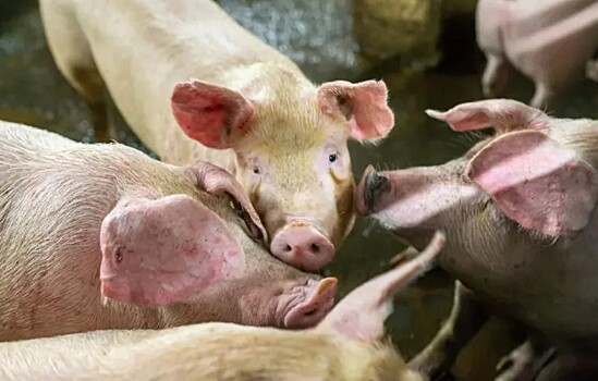 Более 10 тысяч свиней уничтожат в Краснодарском крае из-за вспышки чумы