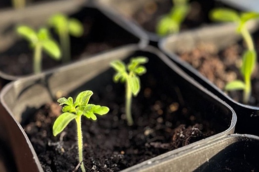 Побывавшие на орбите семена помидоров дали первые ростки