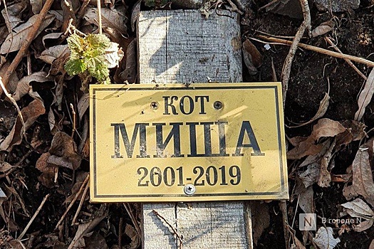 Как нижегородцы переживают утрату питомцев и кто им в этом помогает