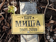 Как нижегородцы переживают утрату питомцев и кто им в этом помогает