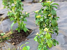 Жителей Лобни приглашают посадить дерево в рамках акции «Наш лес»