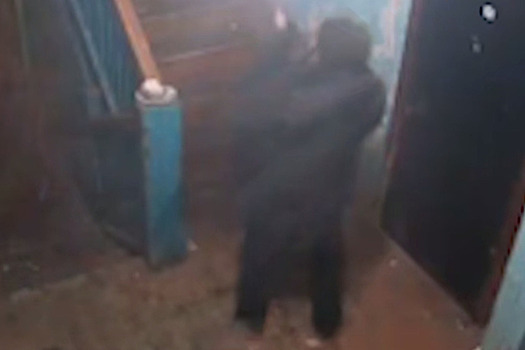 Россиянин расстрелял брошенную собаку в подъезде дома