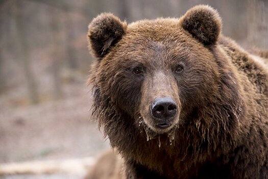 Медведь, который испугал саровчанку, разово посетил окрестности закрытого города