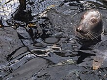Российские ученые выяснили, какие шумы больше тревожат серых тюленей