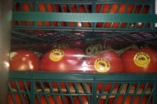 Белорусы пытались ввезти в Псковскую область 43 тонны турецких томатов
