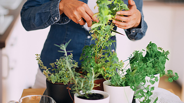 Огород на балконе: как выращивать овощи и зелень в городе