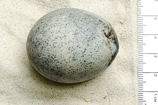 Археологи обнаружили яйцо возрастом 1700 лет с жидкостью внутри